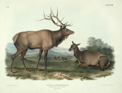 Cervus Canadensis (Alce Americano, Ciervo Wapiti), lámina 62 de 